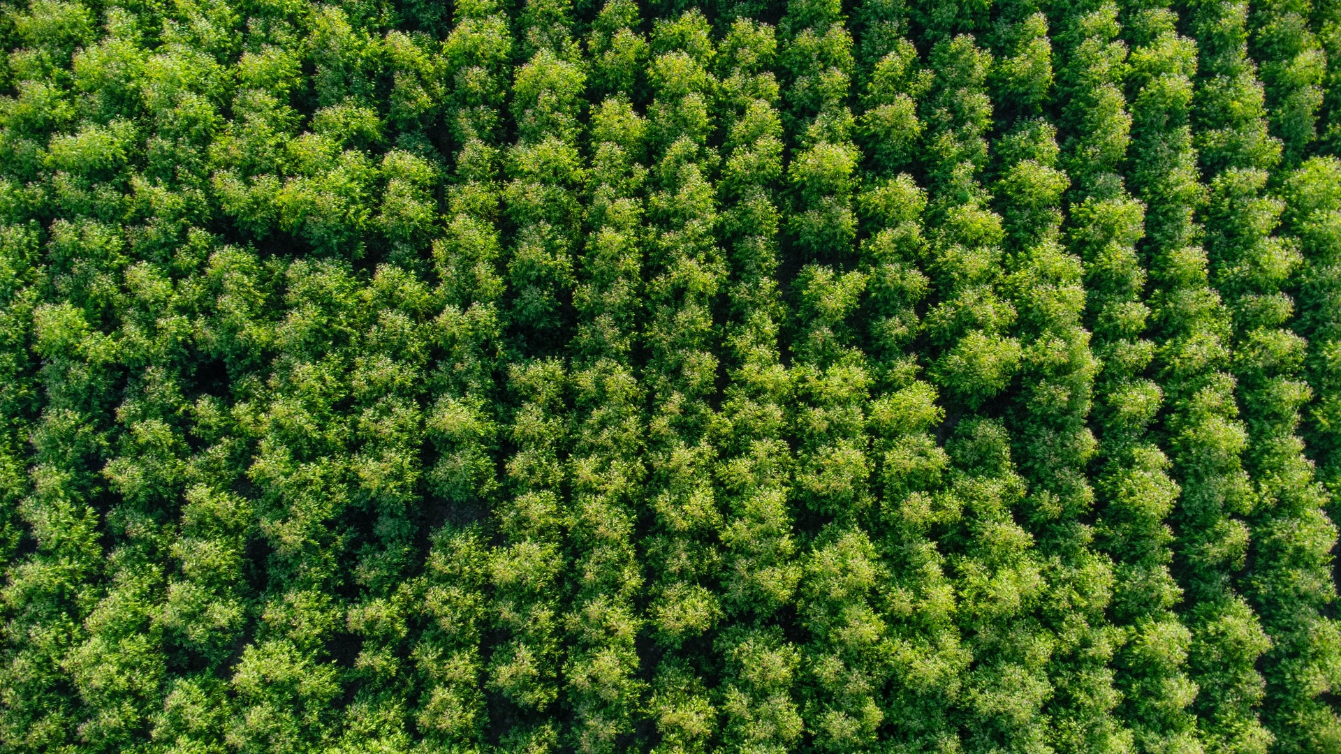 mobile background