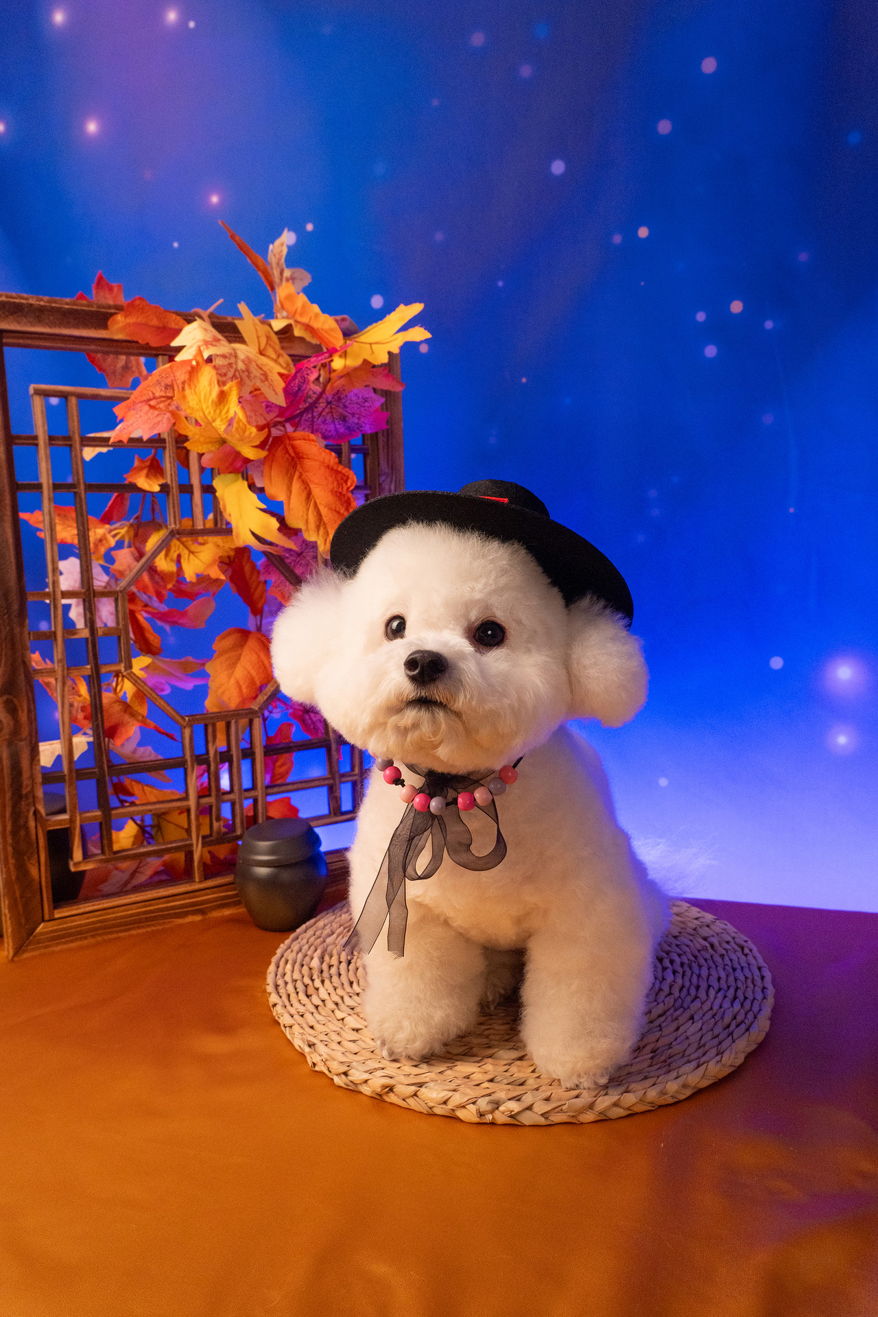 3355스튜디오 강아지 컨셉사진 - 조선가을밤