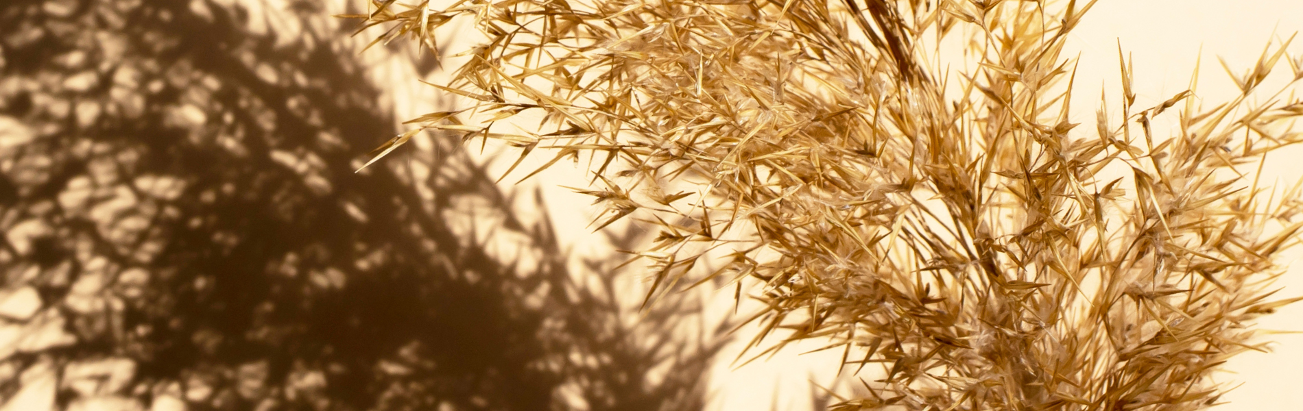 풍요로운 가을 먹거리 모음