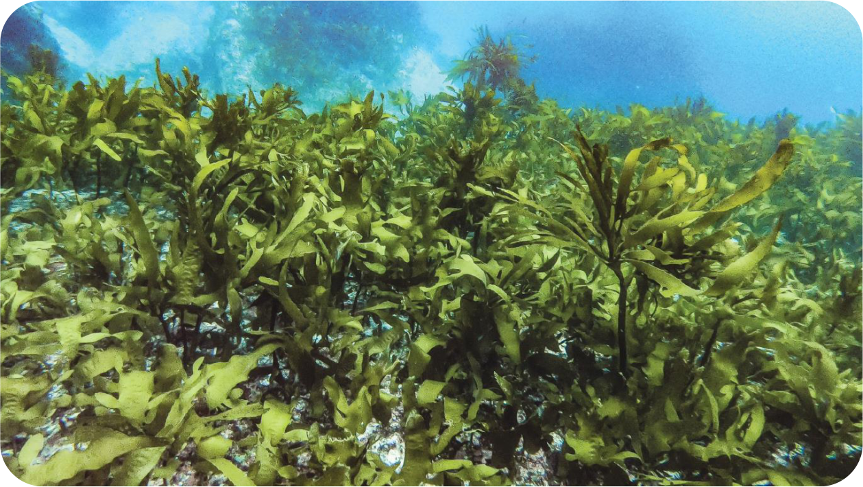 생활하천 수변의 일반 쓰레기 퇴적시 노폐물 제거 및 악취제거에 효과적입니다.