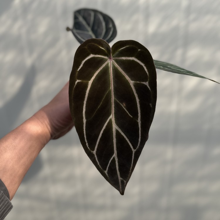 The Deadly Cunning of the Black Widow's Color Scheme