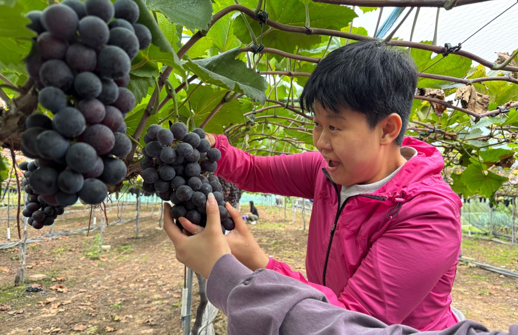 포도 따기 체험