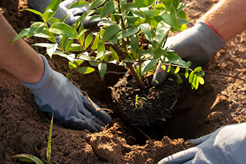 <div style="width:100%; padding:10px;background:#fff;text-align:center;"><p style="color:#018e1c;font-weight:800;font-size:28px;">나무 심기</p><h5 style="">도심 녹화와 산림 복원을 위한 <br/>나무 심기 활동을 합니다</h5></div>