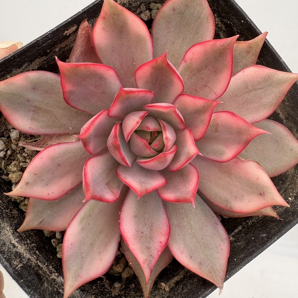 Echeveria Pink Dragon Variegated-29 : DK Succulents Korea- Rare