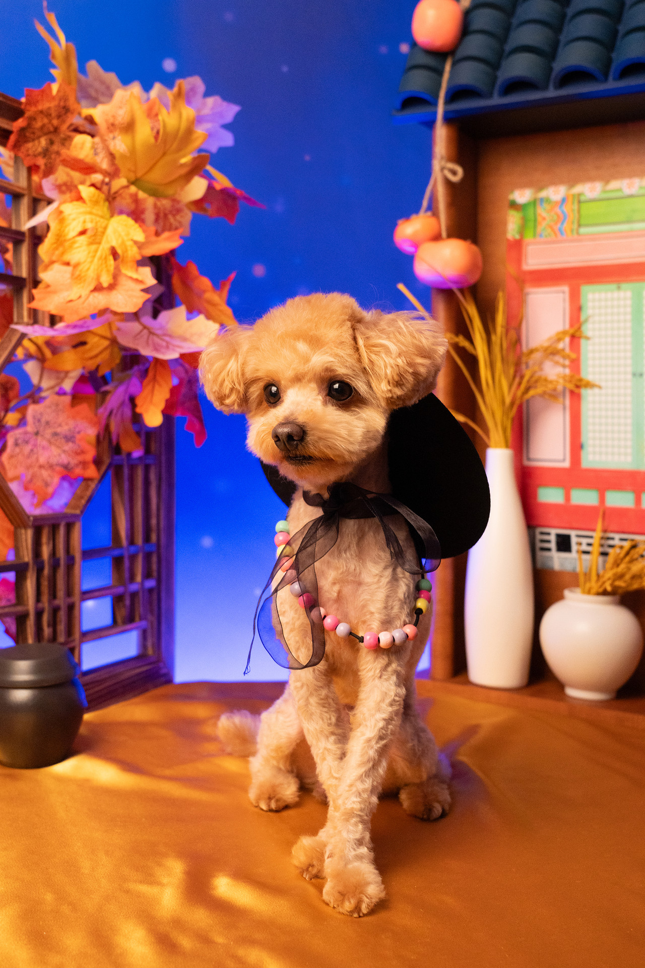 3355스튜디오 강아지 컨셉사진 - 조선가을밤 | 강아지 추석사진 | 강아지 한복사진 | 강아지 전통사진