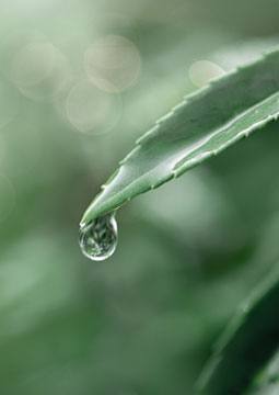 Ecological Wetland Data <br> <h5>생태습지자료실</h5>