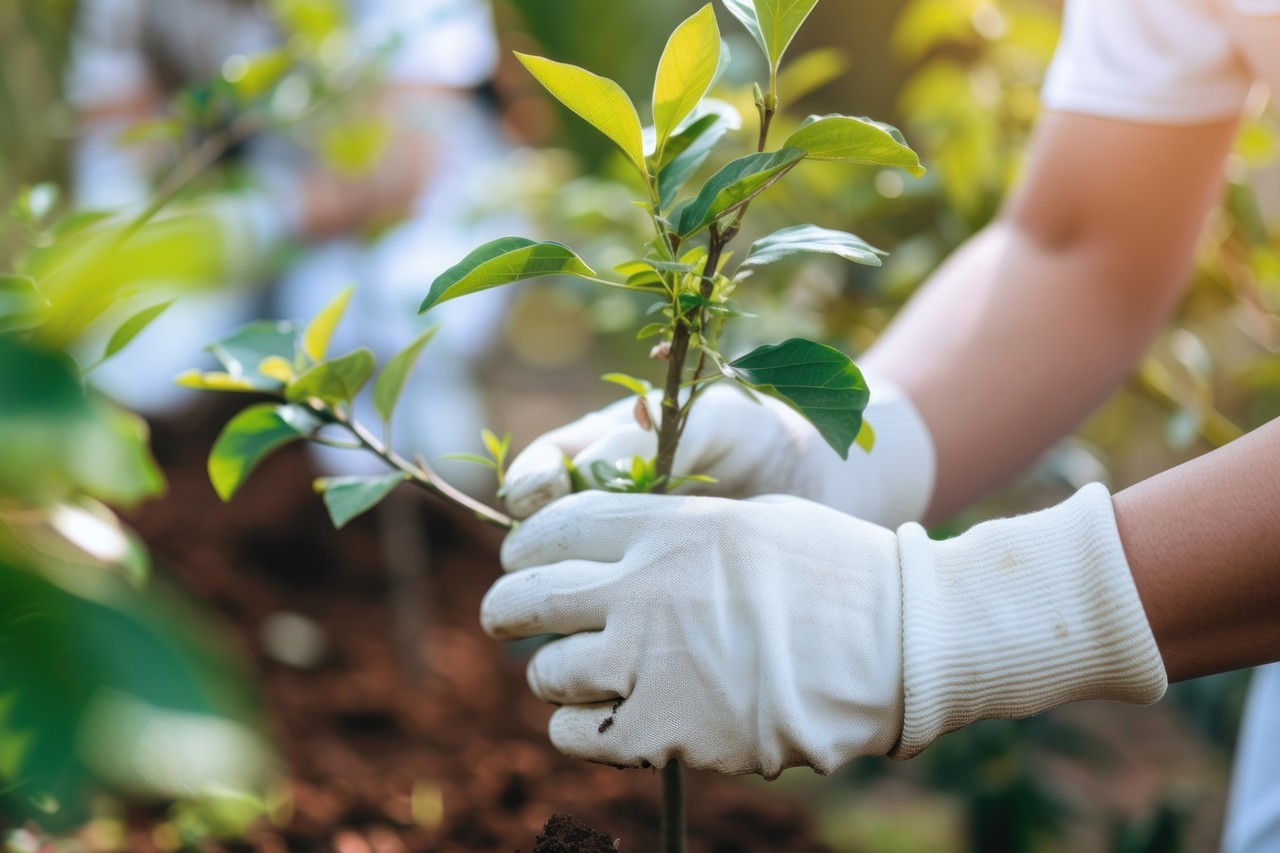 <p><strong>수목 치료・관리</strong></p>