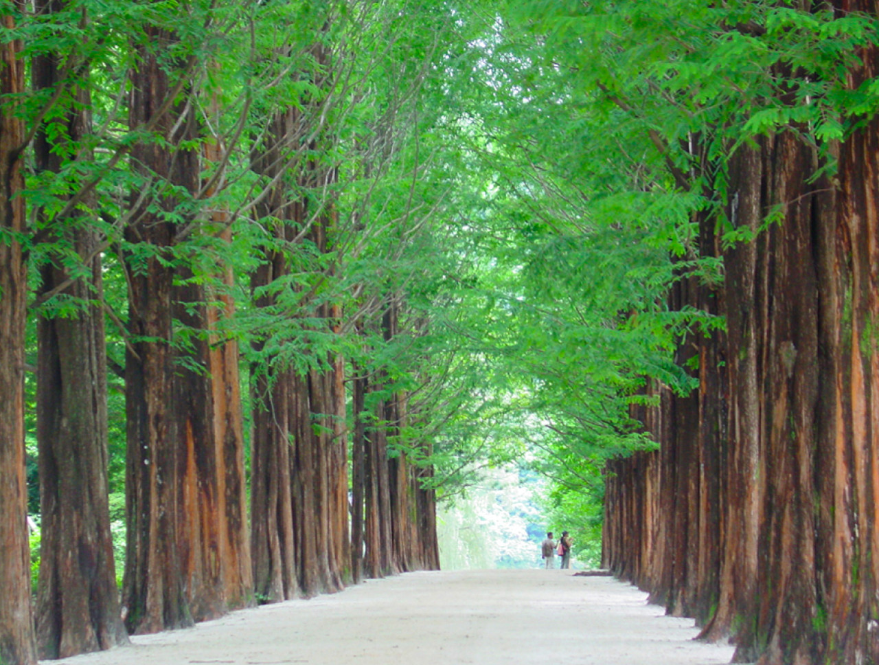 남이섬 메타세쿼이아길(Nami Island Metaseqoia Lane) 나미나라공화국 하면 가장 먼저 떠오르는 메타세쿼이아길은 70년대 초 서울대학교 농업대학에서 가져온 묘목을 심은 것으로 시작되었습니다. 사시사철 변화무쌍한 모습과 웅장한 자태가 매력적인 이 길은 드라마 <겨울연가> 촬영지로 유명하며, 매년 많은 관광객이 찾는 남이섬의 상징입니다.
