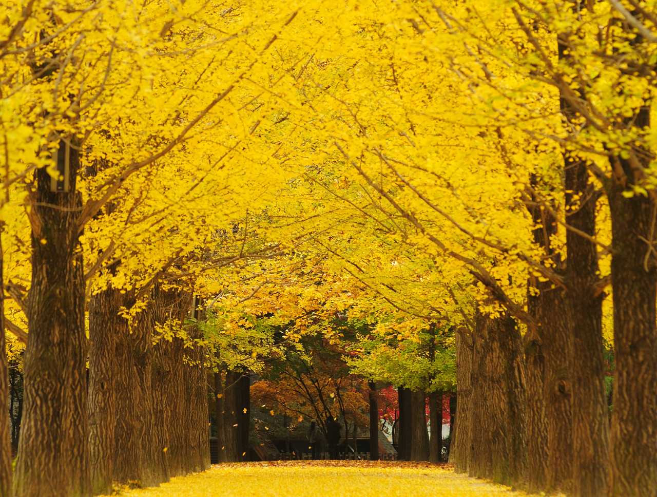 남이섬 은행나무길(Nami Island Ginkgo Tree Lane) 중앙광장에서 별장에 이르는 100미터 남짓의 은행나무길은 가을이 되면 서울 송파구에서 보내온 은행잎으로 노란 물결을 이룹니다. 강가를 따라 창경원까지 이어지는 강변연인은행나무길은 그 이름처럼 연인들에게 인기가 좋습니다.