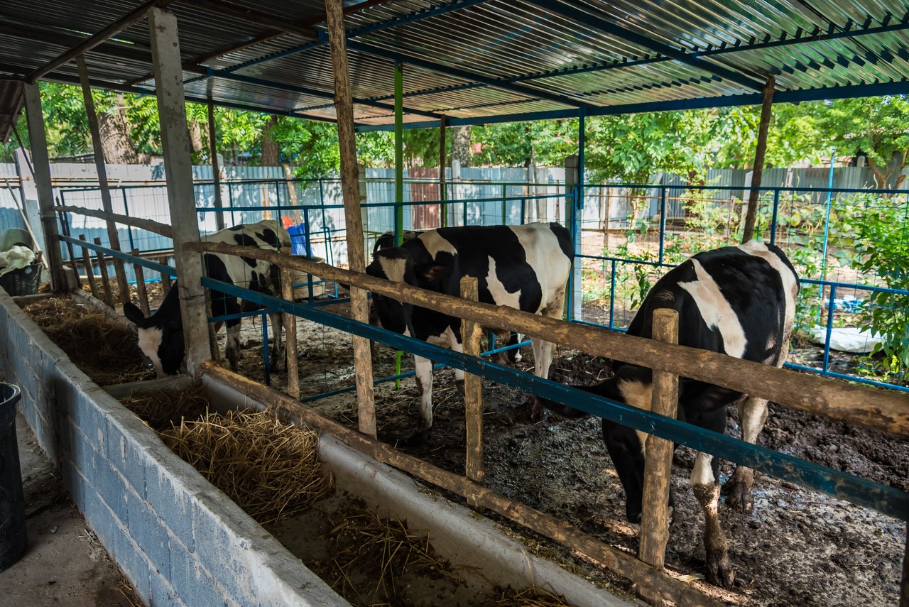 가축 전염병 예방 소독 – 축사 방역, 출입구 소독, 차량 경로 방역 서비스