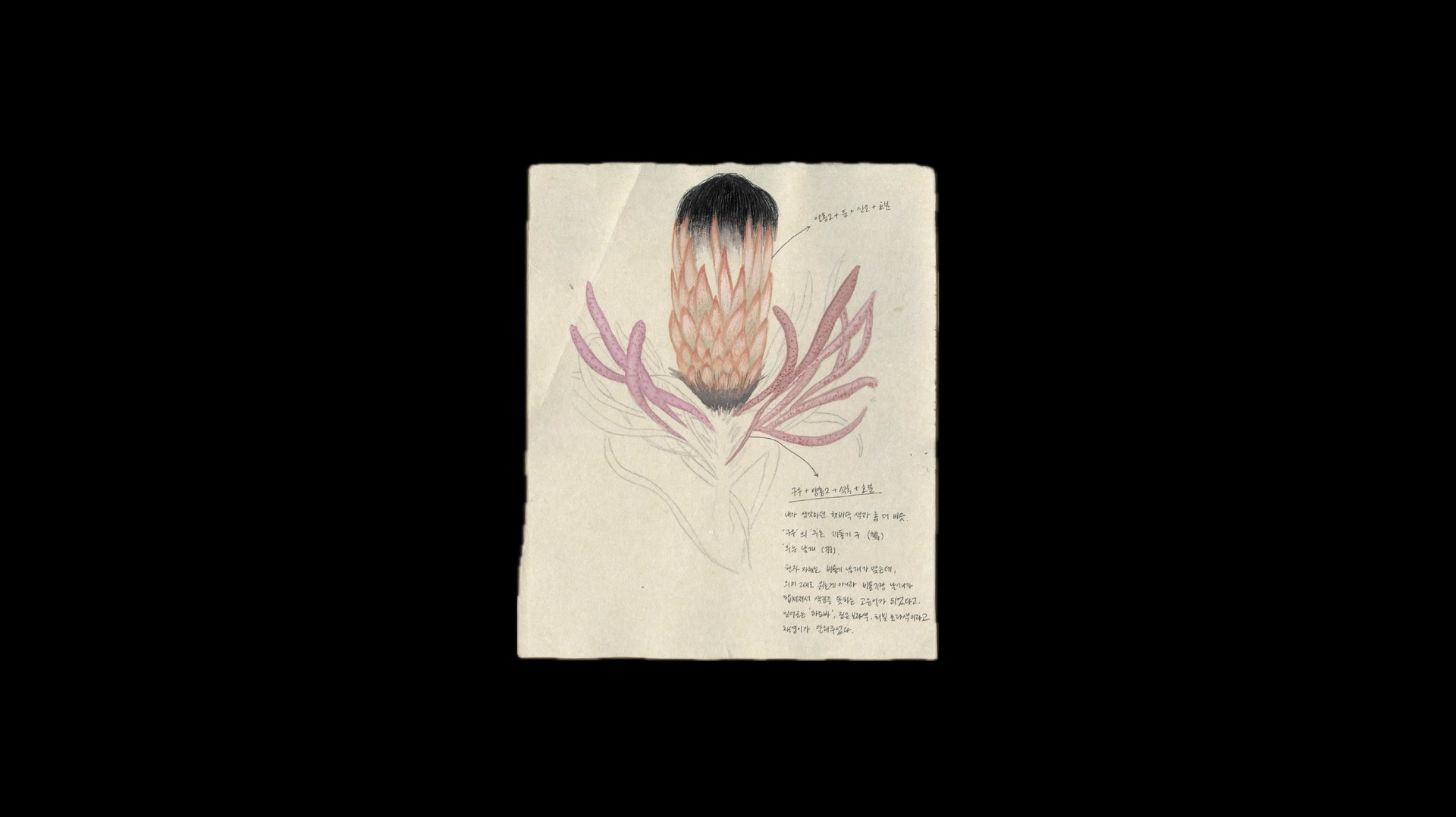 살덩이와 혀와 식물(Flesh, Tongue, and Plant), 2025, 장지에 채색, 펜(Color, Pen on Korean paper), 24 × 17cm