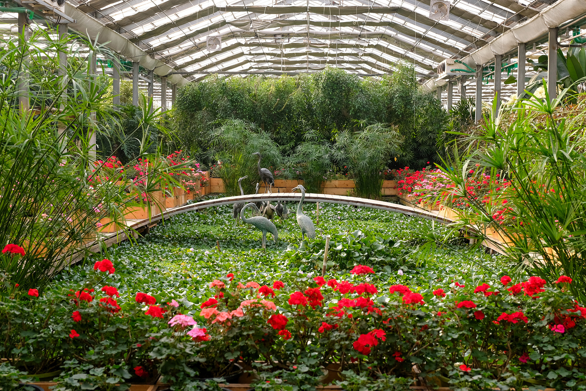 연못정원 앞에 식재된 제라늄