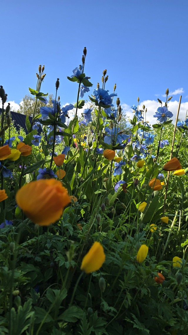 여름 아이슬란드일주패키지13일 아이슬란드일주고품격 소규모패키지 풀패키지 트래블로드 아이슬란드링로드 아이슬란드하이랜드인랜드 란드마나라우가 혜초여행사아이슬란드 스카이라군 블루라군