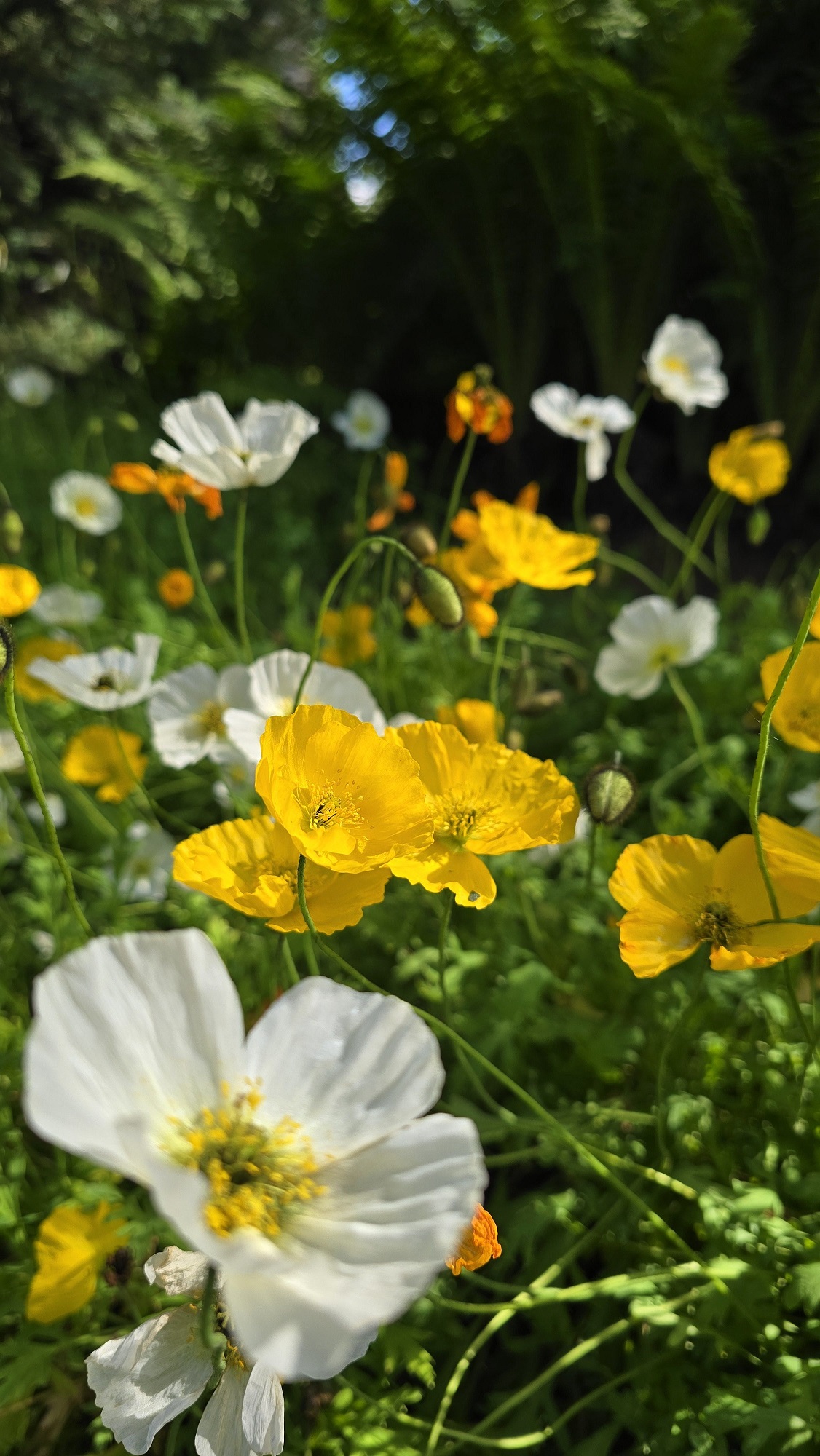 여름 아이슬란드일주패키지13일 소규모 아이슬란드일주 고품격 아이슬란드 패키지 풀패키지 트래블로드 아이슬란드링로드 아이슬란드하이랜드인랜드 란드마나라우가 혜초여행사아이슬란드 스카이라군 블루라군