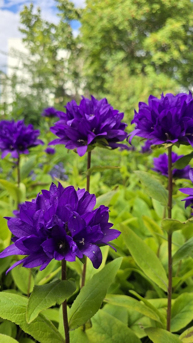 여름 아이슬란드일주패키지13일 아이슬란드일주고품격 소규모패키지 풀패키지 트래블로드 아이슬란드링로드 아이슬란드하이랜드인랜드 란드마나라우가 혜초여행사아이슬란드 스카이라군 블루라군