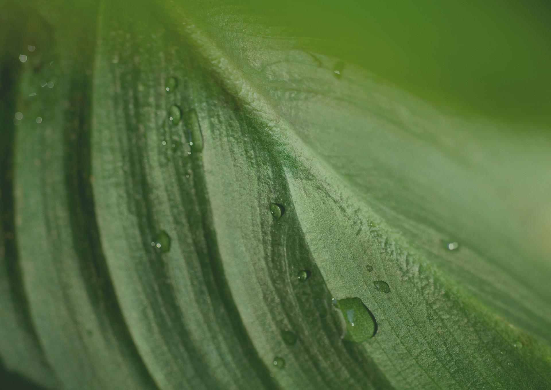 mobile background