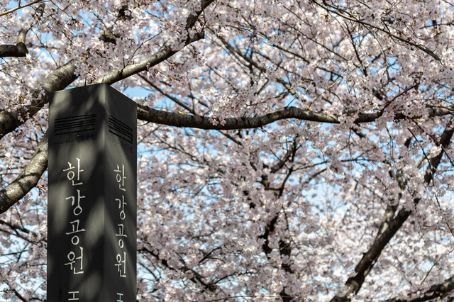 여의도 공원 및 봄 벚꽃축제