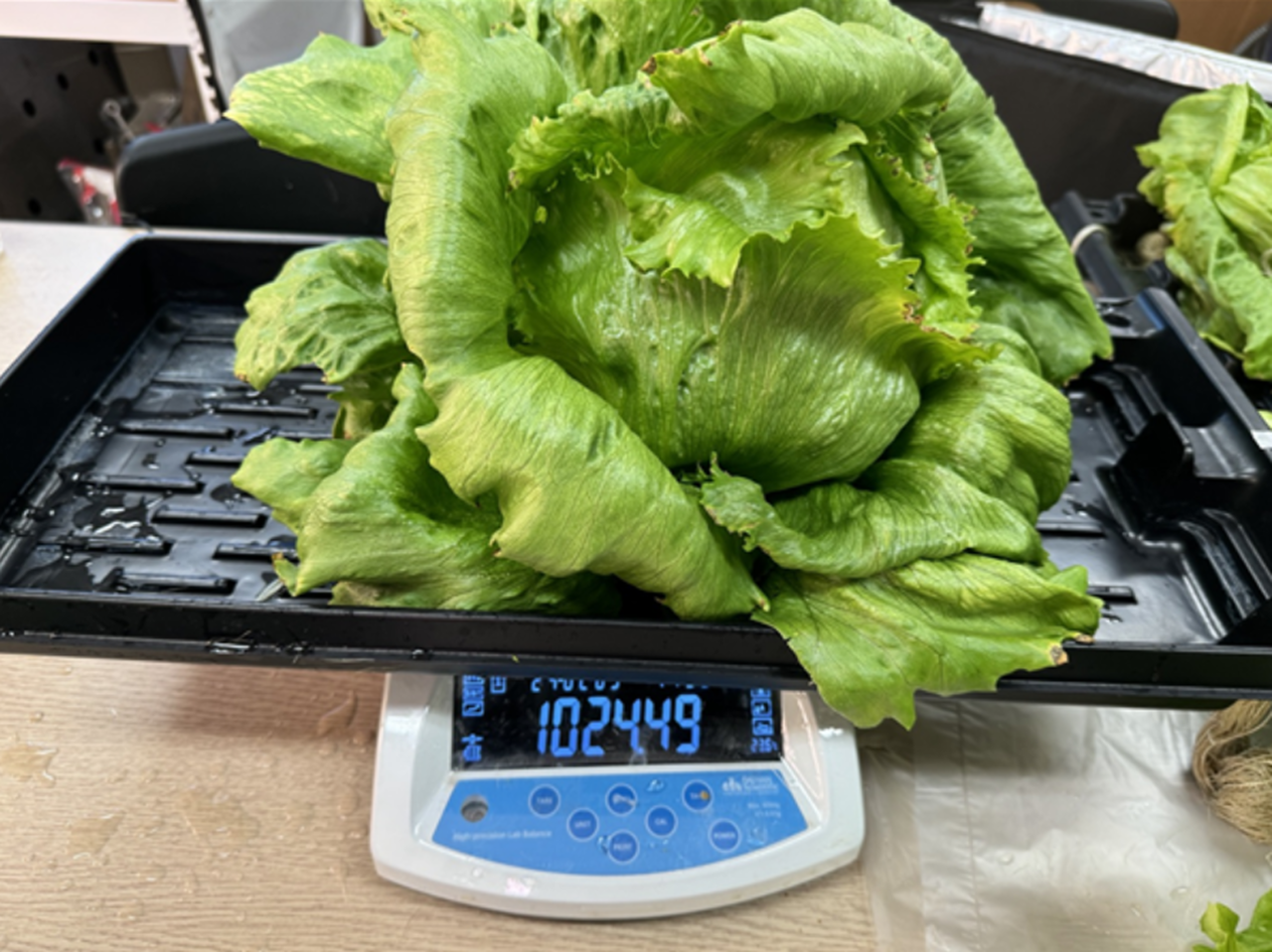 SmartARK's Lettuce Cultivation Patent Bears Fruit, Joins Hands with McDonald's