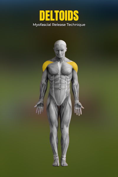 흉추 회전 (네발기기)