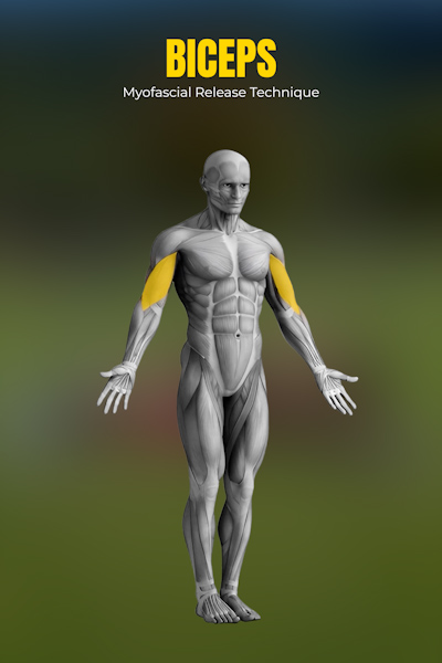 흉추 회전 (네발기기)