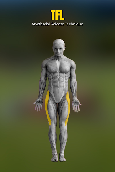 흉추 회전 (네발기기)