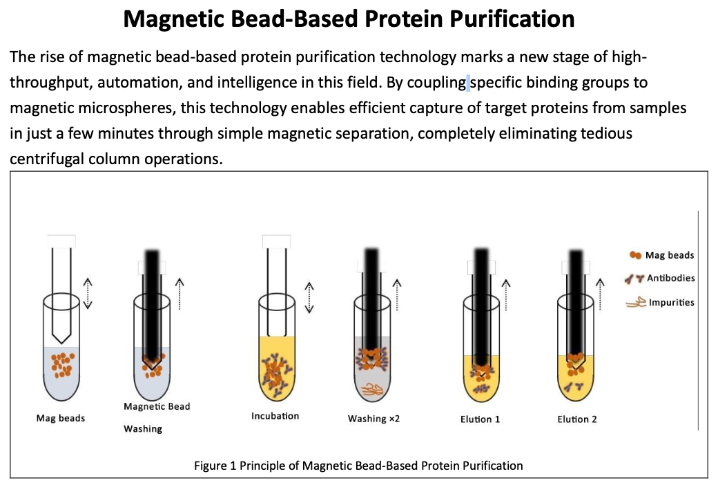 Magnetic Bead-Based Protein Purification : 2NCBIO(이앤씨바이오)