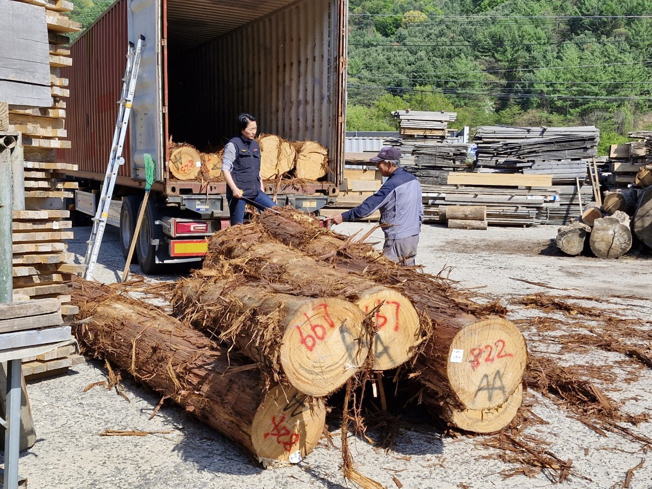 <p style="text-align:center; font-size:20px; margin-top:26px; color:yellow;">히노끼나라 편백나라 제재소-원목 도착</p>