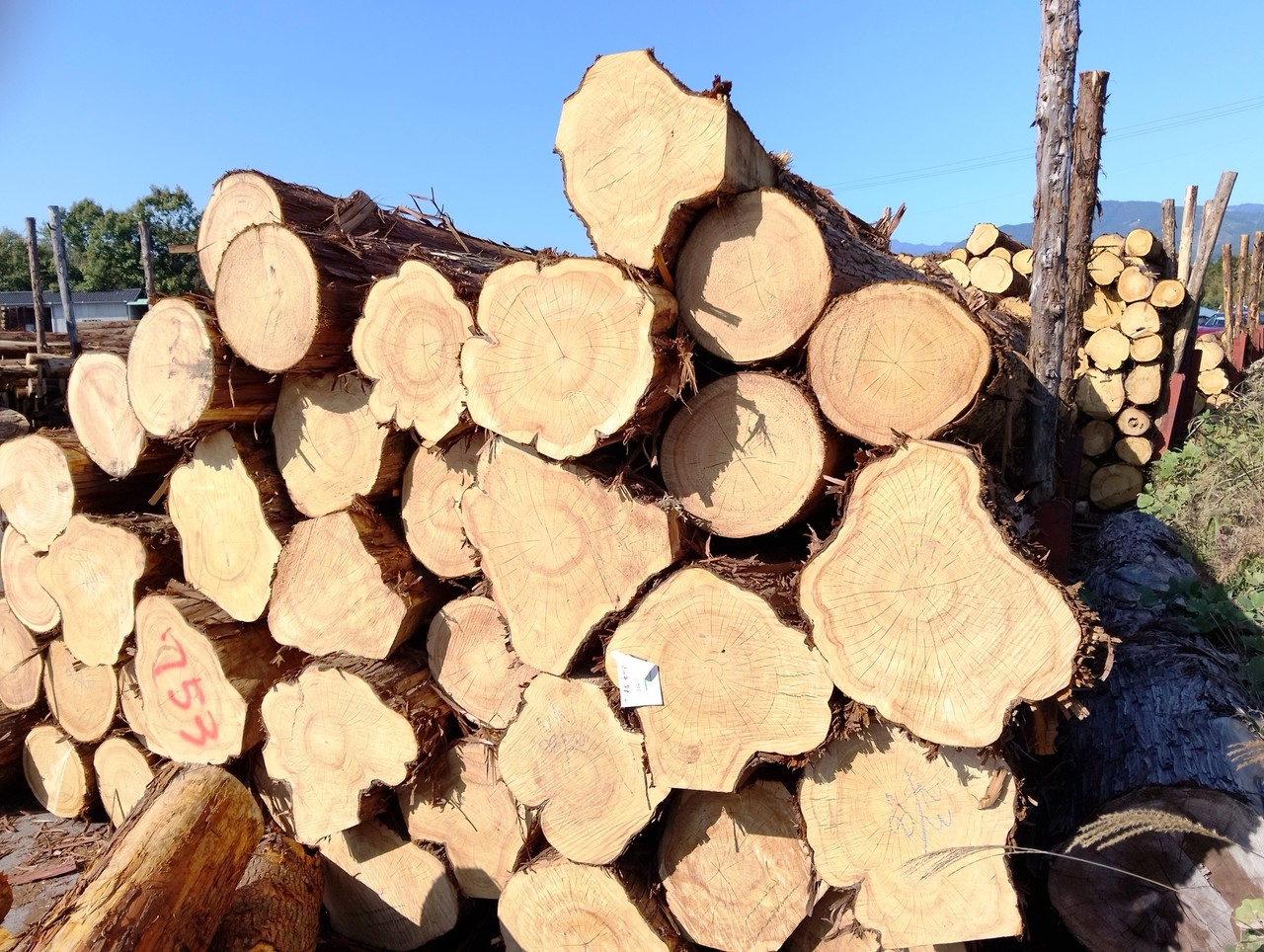 <p style="text-align:center; font-size:20px; margin-top:26px; color:yellow;">히노끼 원목 경매시장 낙찰</p>