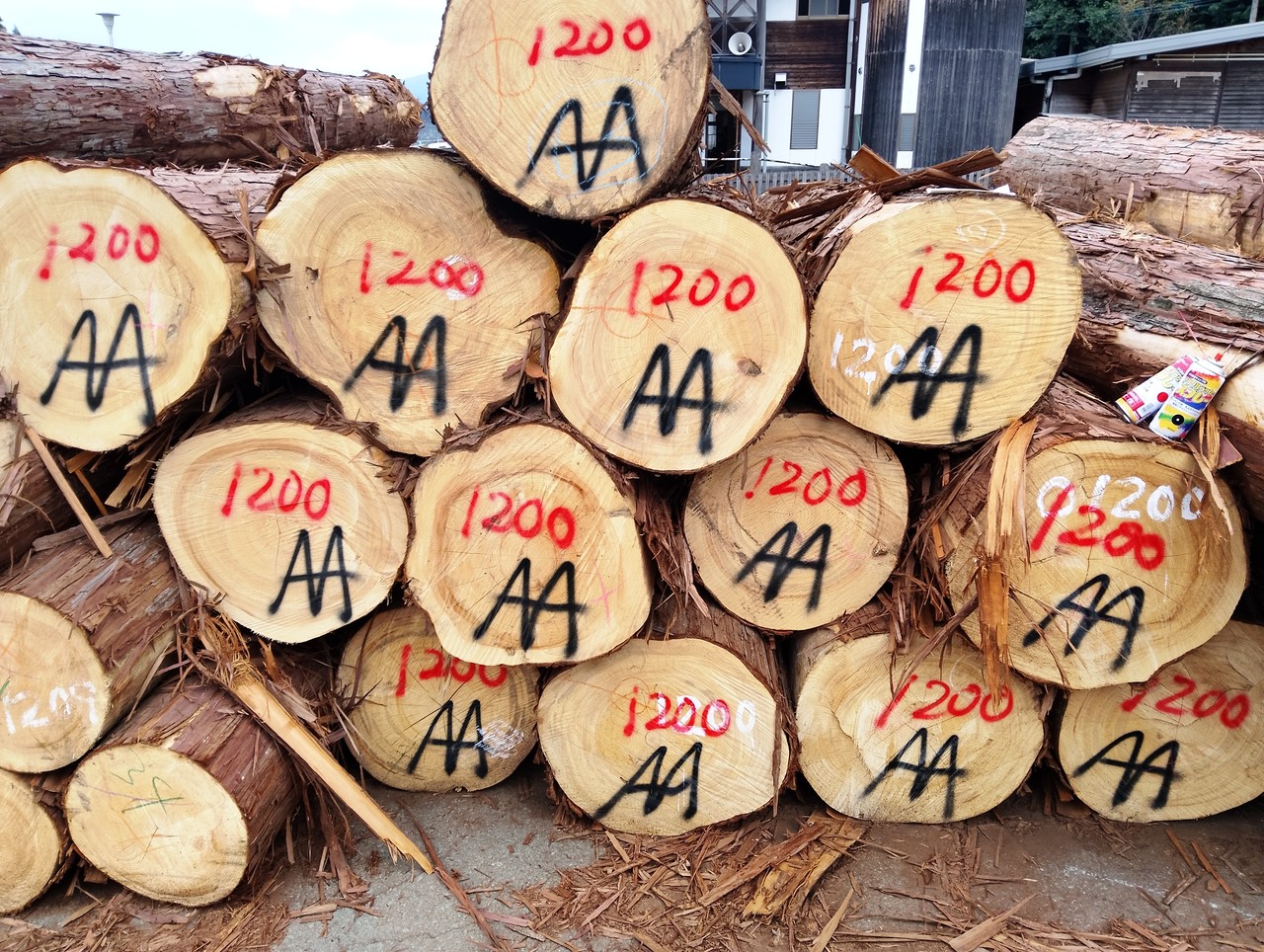 <p style="text-align:center; font-size:16px; margin-top:26px; color:yellow;">히노끼 원목 경매시장 낙찰</p>