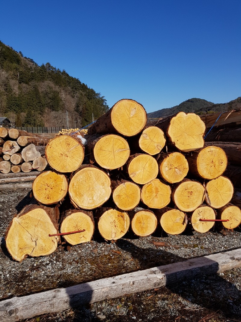 <p style="text-align:center; font-size:20px; margin-top:26px; color:yellow;">히노끼 원목 경매시장 낙찰</p>