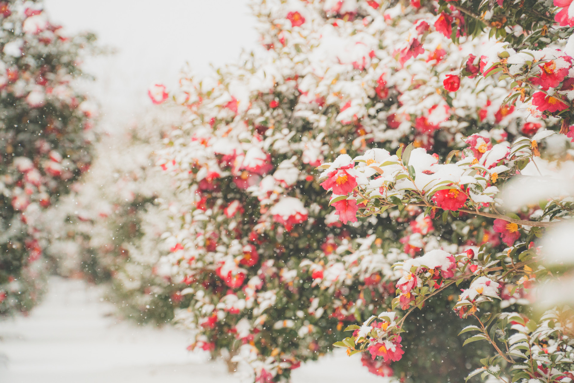 Dolnang Art Garden '40여년의 기다림'