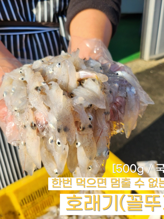 [똘배수산] 국내산 제철 호래기 500g / 당일조업 당일발송 / 황금사이즈 꼴뚜기 : 대한민국농수산