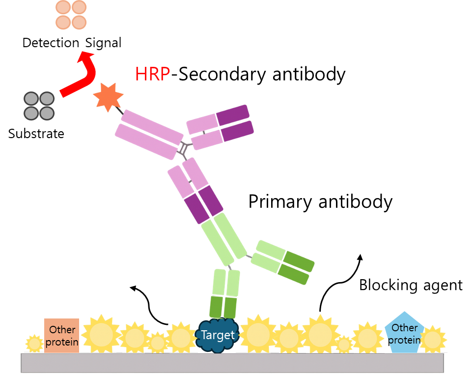 그림 1. Western Blot Grphic Abstract