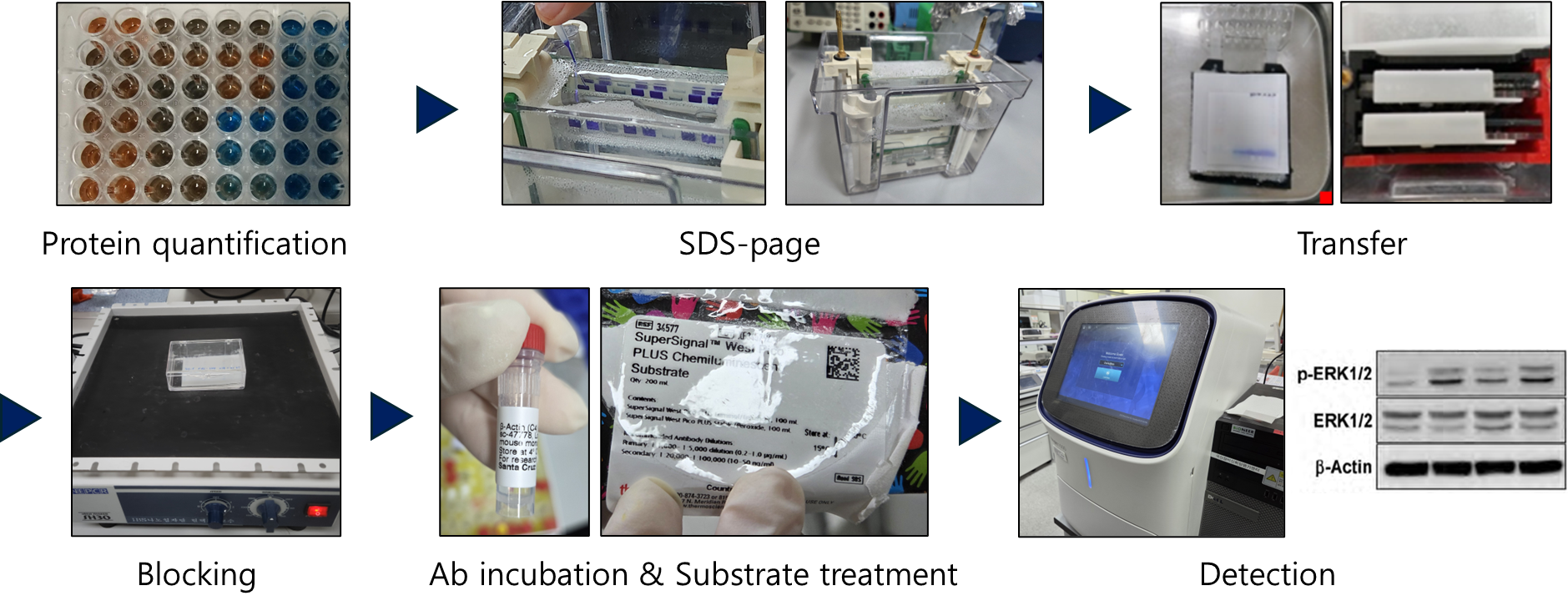 그림 3.Western blot  프로세스