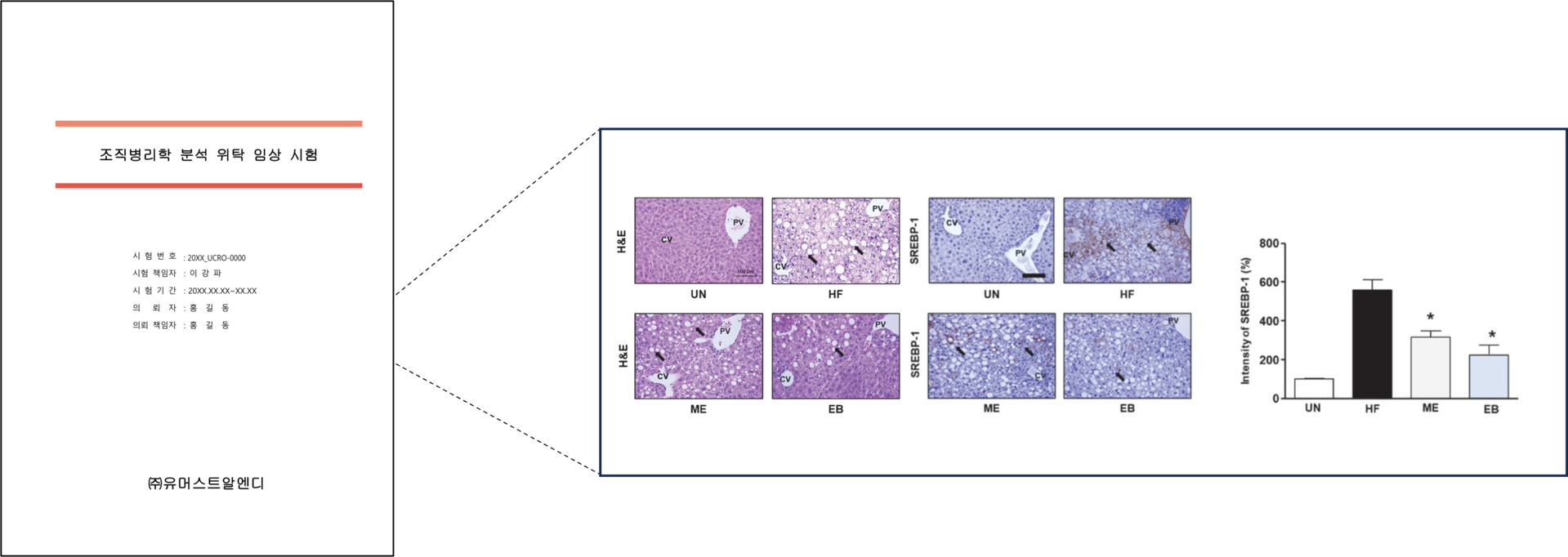 그림 4. 조직병리학 분석 리포트 및 정량 그래프 예시