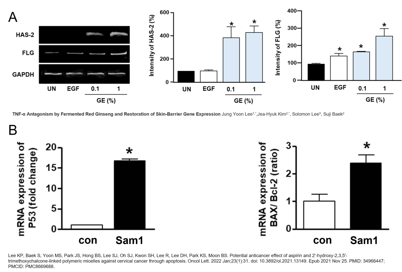 그림 1. (A) Semi-Quantitative PCR로 피부장벽 단백질의 mRNA 발현량을 확인한 예시 </br>(B) reverse transcription quantitative PCR로 p53, BAX/Bcl-2 의 mRNA 발현량을 확인한 예시