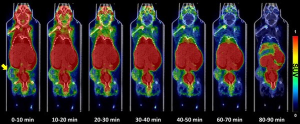 그림 1. 18F-labeled oligonucleotide의 전신 PET 분포 예시