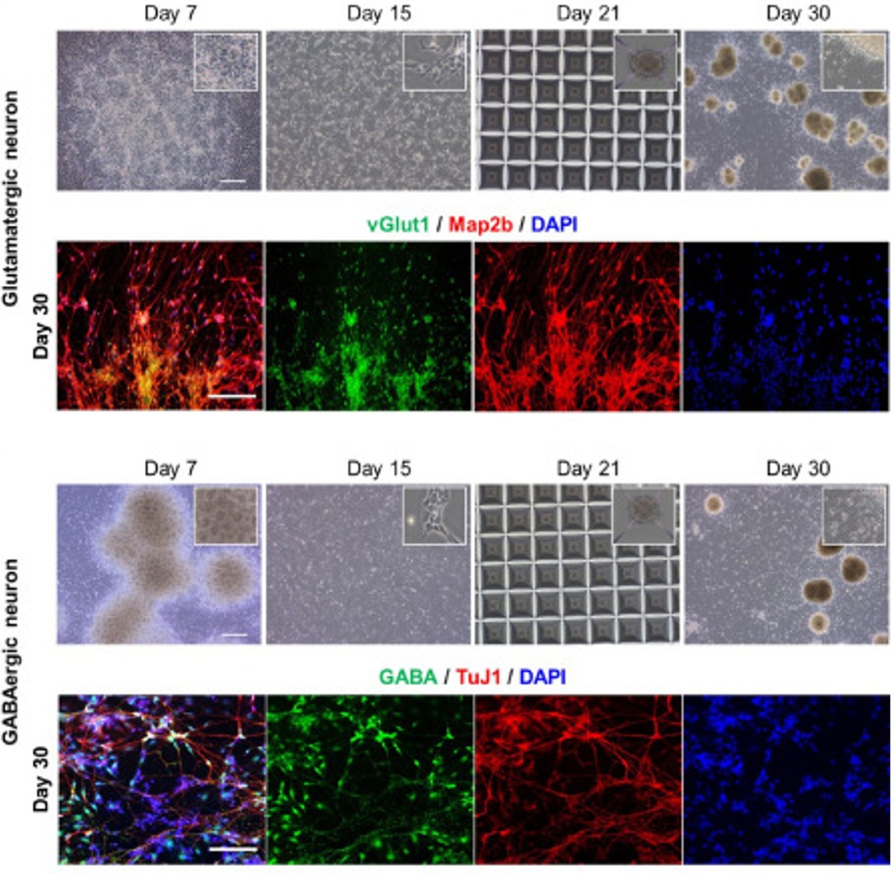 그림 1. 오가노이드 분화 및 마커 기반 검증 예시