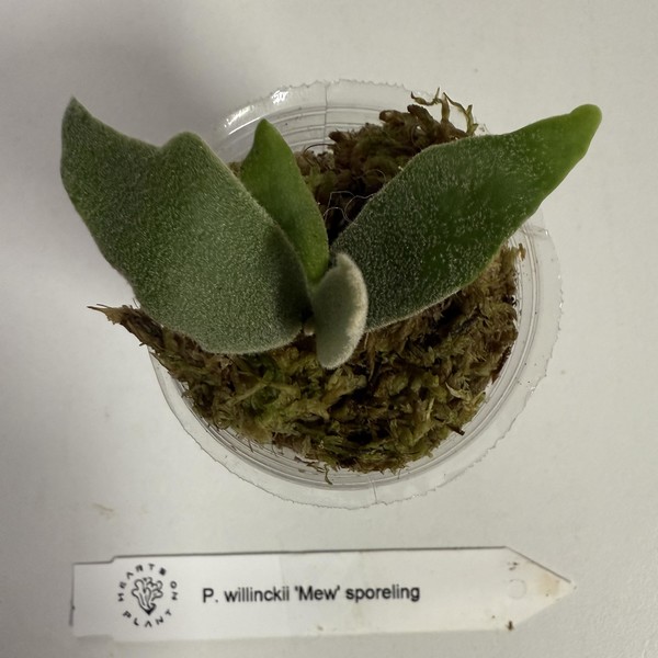 Platycerium willinckii 'Mew' Sporeling : 식물을 키우는 감각