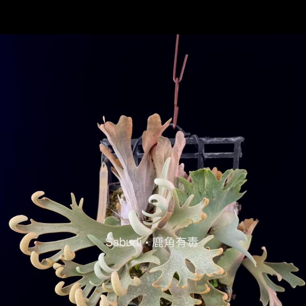 Platycerium willinckii 'Mew' Sporeling : 식물을 키우는 감각