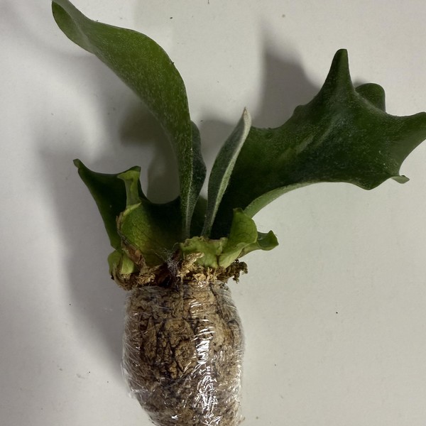 Platycerium 'Full moon' : 식물을 키우는 감각