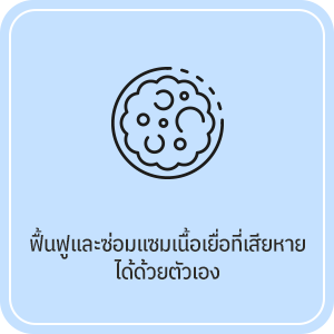 ฟื้นฟูและซ่อมแซมเนื้อเยื่อที่เสียหาย ได้ด้วยตัวเอง