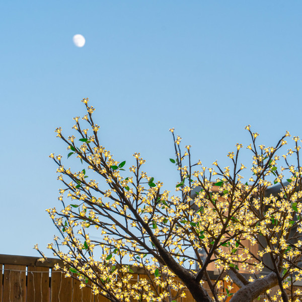 예약 상품 이미지