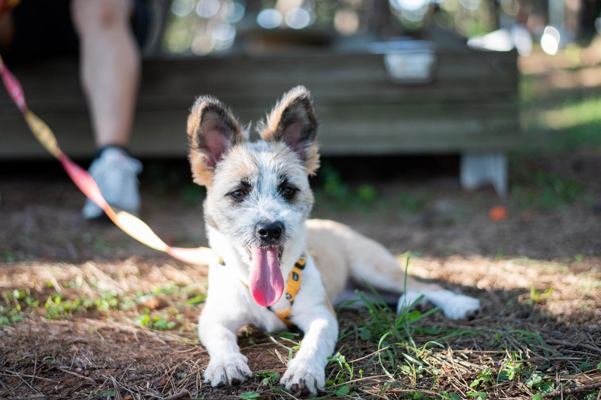COOKIE : Dreamtailsrescue | Adoptable