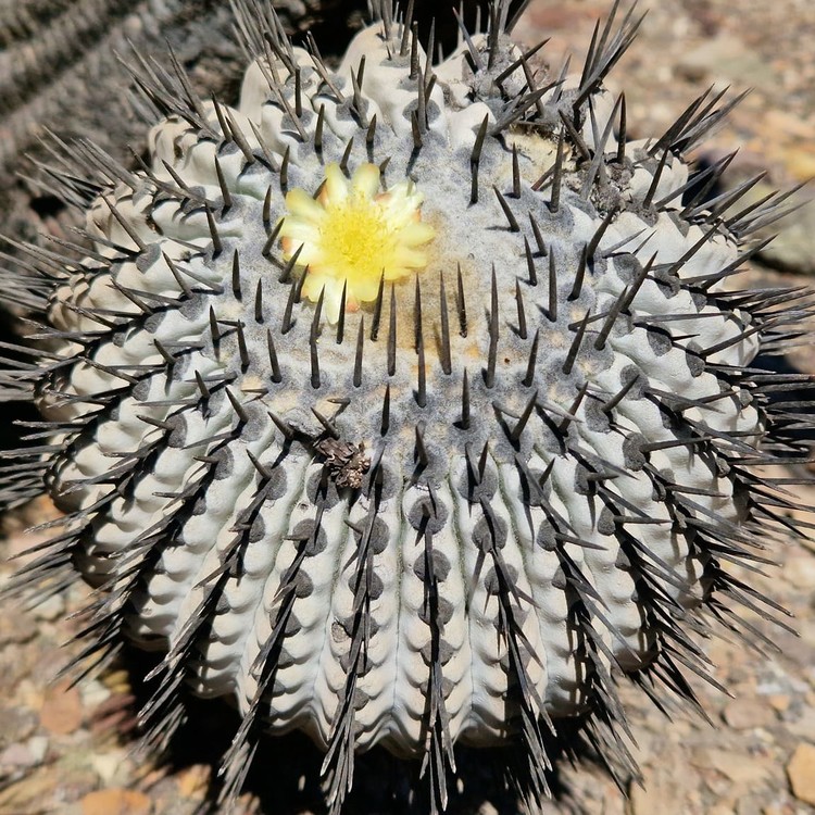 흑왕환(黒王丸) 10립 [Copiapoa cinerea] : 그냥심자 (저스트 플랜트