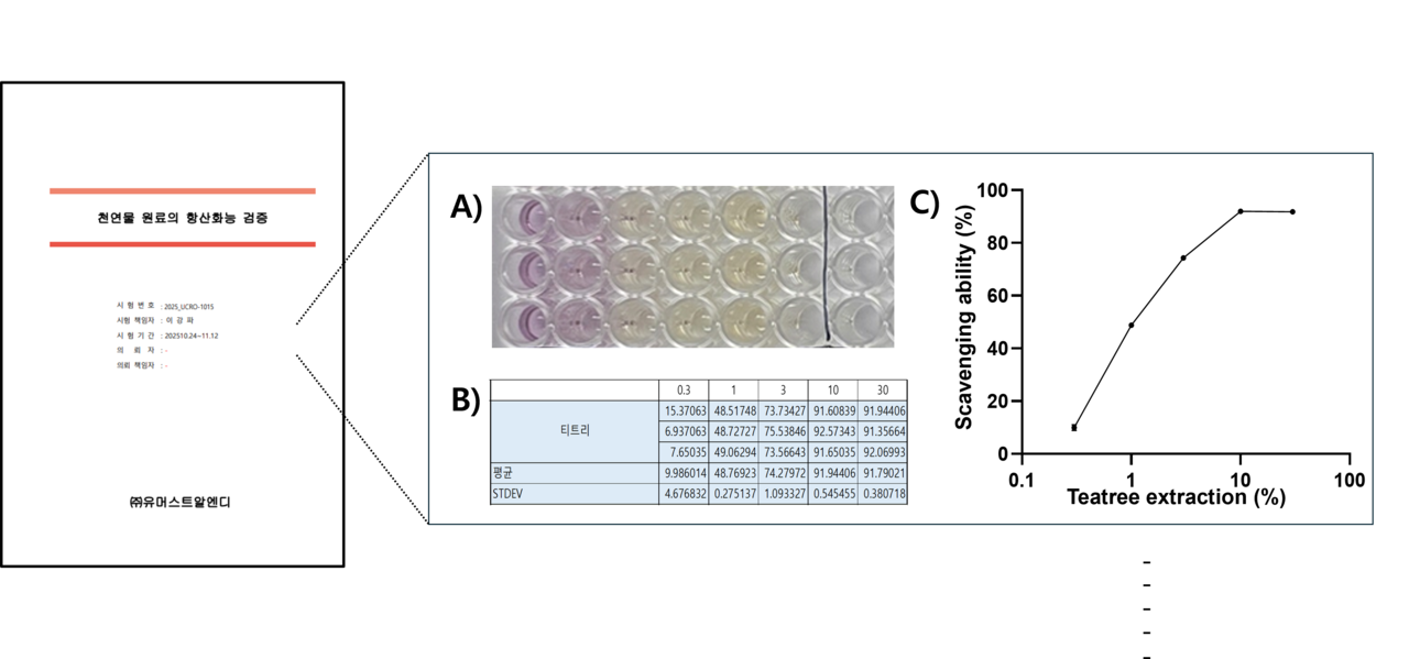 그림 2. DPPH 항산화능 분석 리포트 예시. A) 티트리 추출물의 DPPH의 육안적 결과 사진 예시. B) 흡광도 및 DPPH  라디칼 소거능 raw data 예시. C) 티트리 추출물의 항산화능 그래프 예시.