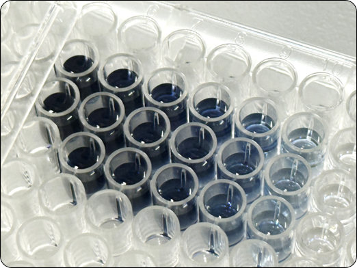  그림 3. 발색 변화 통한 Total phenolic compound 측정
