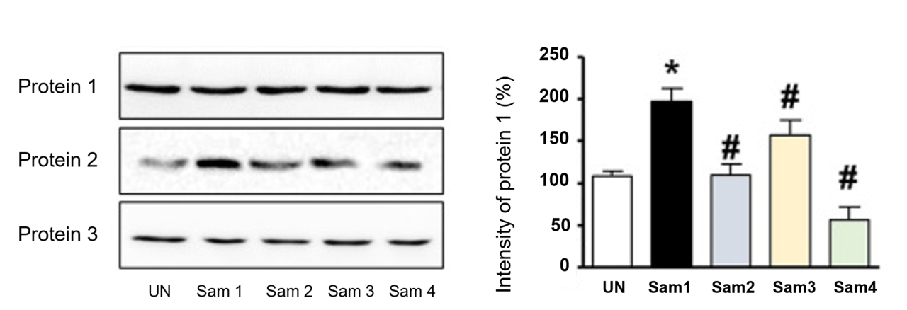 그림 2. 세포 기반 기능성 평가 및 단백질 분석 예시</br>Baek S, Kim J, Nam MH, Park SM, Lee TS, Kang SY, Kim JY, Yoon HJ, Kwon SH, Park J, Lee SJ, Oh SJ, Lim K, Kim BS, Lee KP, Moon BS. Saengmaeksan, a traditional polyherbal formulation containing Panax ginseng, improves energy metabolism during exercise. PLoS One. 2024 Jan 29;19(1):e0296487. doi: 10.1371/journal.pone.0296487. PMID: 38285695; PMCID: PMC10824426.