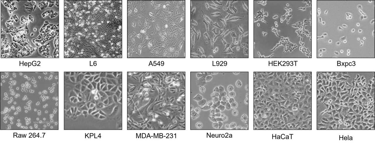 그림 1. 자사 보유 세포주