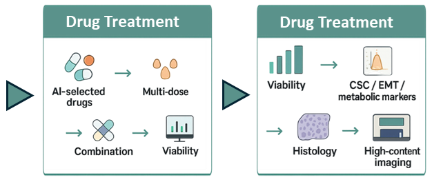 그림 2. CD133⁺/CD44⁺ CSC 기반</br>3D Organoid 서비스 워크플로우